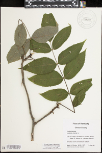 Juglans cinerea image