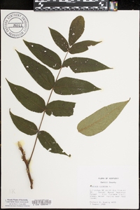 Juglans cinerea image