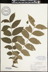 Juglans cinerea image