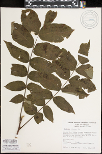 Juglans cinerea image