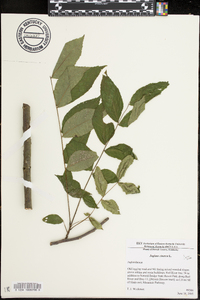 Juglans cinerea image