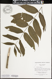 Juglans cinerea image