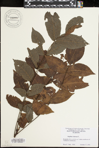 Juglans cinerea image