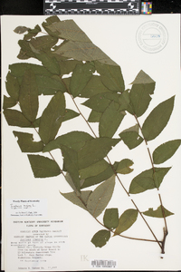 Juglans cinerea image