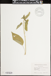 Agastache nepetoides image