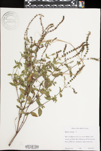 Mentha spicata image