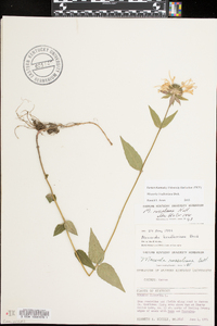 Monarda bradburiana image