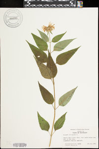 Monarda clinopodia image