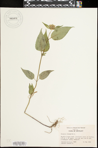 Monarda clinopodia image