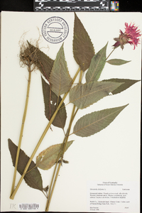 Monarda didyma image