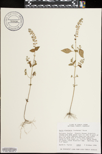 Mosla dianthera image