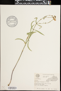 Physostegia virginiana image