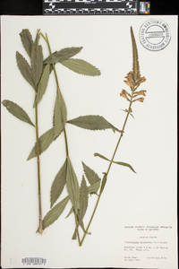 Physostegia virginiana image