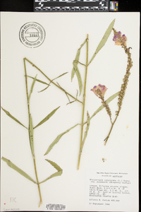 Physostegia virginiana image