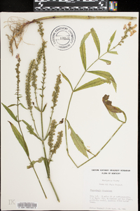 Physostegia virginiana image