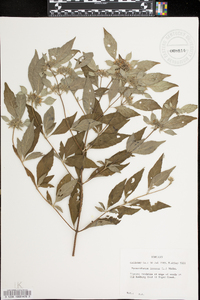 Pycnanthemum incanum image