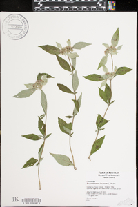 Pycnanthemum incanum image