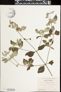 Pycnanthemum incanum image