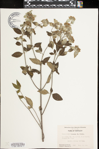 Pycnanthemum incanum image