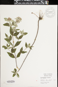 Pycnanthemum incanum image