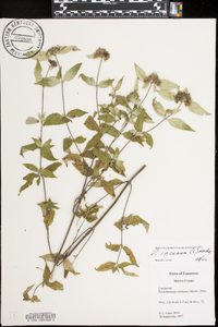 Pycnanthemum incanum image