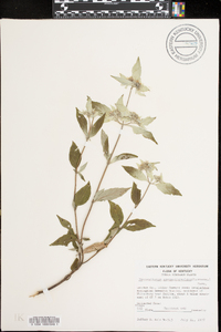 Pycnanthemum pycnanthemoides image