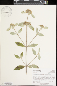 Pycnanthemum pycnanthemoides image