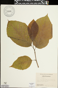 Magnolia acuminata image