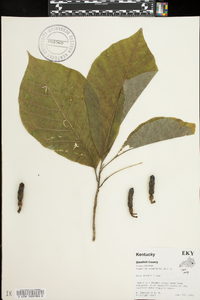 Magnolia acuminata image