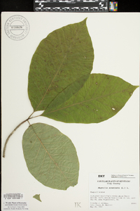 Magnolia acuminata image