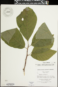 Magnolia acuminata image