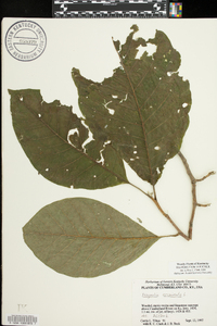 Magnolia acuminata image