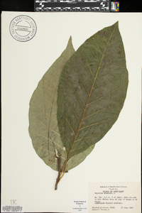 Magnolia acuminata image