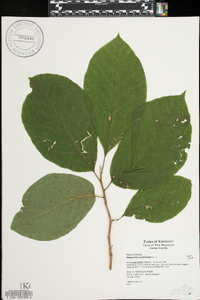 Magnolia acuminata image