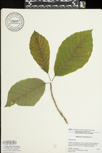 Magnolia acuminata image