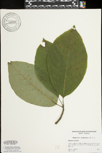 Magnolia acuminata image