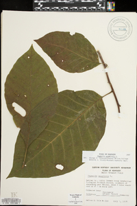 Magnolia acuminata image