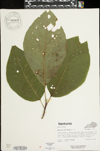 Magnolia acuminata image