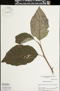 Magnolia acuminata image