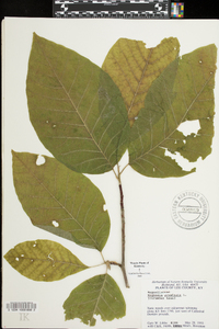 Magnolia acuminata image