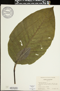 Magnolia acuminata image