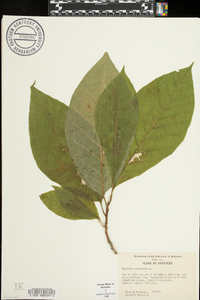 Magnolia acuminata image