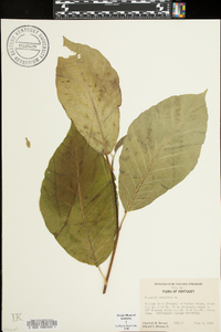 Magnolia acuminata image