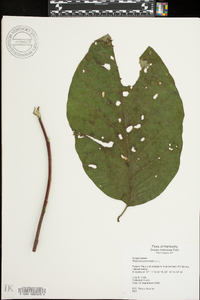 Magnolia acuminata image