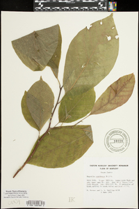 Magnolia acuminata image