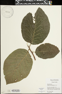 Magnolia acuminata image