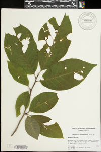 Magnolia acuminata image