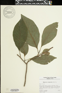 Magnolia acuminata image