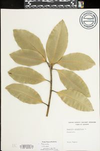 Magnolia grandiflora image