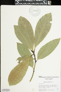 Magnolia grandiflora image